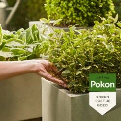 Pokon Voedingskorrels Voor Groene Planten - 800gr - 180 Dagen Voeding - Plantenvoeding -Gardena Verkoopwinkel 1200x1200 568