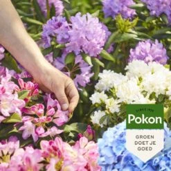 Pokon Rhododendron, Hortensia & Azalea Mest - 1kg - Meststof - 3-in-1 Werking -Gardena Verkoopwinkel 1200x1200 617