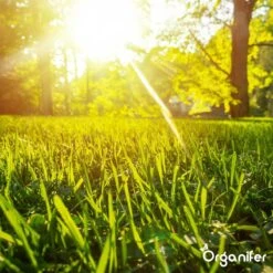 Gazonmest All-In-One (10Kg - Voor 200m2) Voor Een Diepgroen Sterk Gazon Zonder Mos En Onkruid - Complete Meststof Met Kalk En Grasversterker - Organifer -Gardena Verkoopwinkel 1200x1200 621