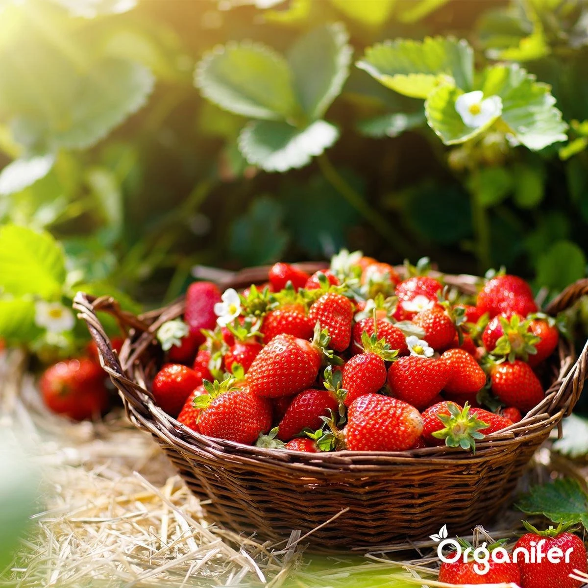 Lavagruis Uit Eifel Oergesteente (20Kg Voor 200m2) Grof Lavameel 0-2mm - Organifer 5 Lavagruis Uit Eifel Oergesteente (20Kg Voor 200m2) Grof Lavameel 0-2mm - Organifer - Afbeelding 3