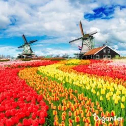 Lavagruis Uit Eifel Oergesteente (20Kg Voor 200m2) Grof Lavameel 0-2mm - Organifer 20 Lavagruis Uit Eifel Oergesteente (20Kg Voor 200m2) Grof Lavameel 0-2mm - Organifer -Gardena Verkoopwinkel 1200x1200 644