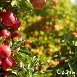 Lavagruis Uit Eifel Oergesteente (20Kg Voor 200m2) Grof Lavameel 0-2mm - Organifer 26 Lavagruis Uit Eifel Oergesteente (20Kg Voor 200m2) Grof Lavameel 0-2mm - Organifer -Gardena Verkoopwinkel 1200x1200 650