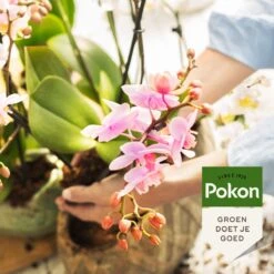 Pokon Orchidee Voeding - 250ml - Plantenvoeding - 10ml Per 1L Water -Gardena Verkoopwinkel 1200x1200 663