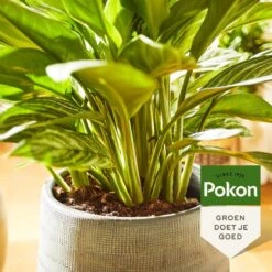 Pokon Groene Planten Voeding - 500ml - Plantenvoeding - 20ml Per 1L Water -Gardena Verkoopwinkel 1200x1200 664
