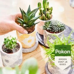 Pokon Bio Cactus & Vetplant Voeding - 250ml - Plantenvoeding (bio) - 7ml Per 1L Water -Gardena Verkoopwinkel 1200x1200 689