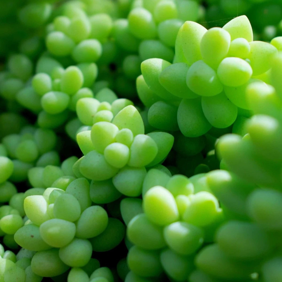 SYBASoil Cactus & Vetplant Mix 5L - Turfvrije Potgrond Mix - 6 Maanden Voeding 6 SYBASoil Cactus & Vetplant Mix 5L - Turfvrije Potgrond Mix - 6 Maanden Voeding - Afbeelding 4