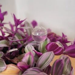 Merkloos JADI - Druppelsysteem - Waterdruppelaar Voor Uw Planten - Set Van 6 Stuks - 3 Grote & 3 Kleine - Transparante Waterbollen -Gardena Verkoopwinkel 1200x1200 724