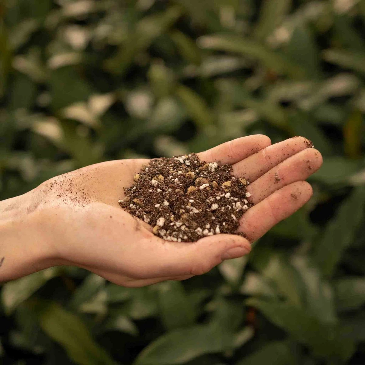 SYBASoil Cactus & Vetplant Mix 5L - Turfvrije Potgrond Mix - 6 Maanden Voeding 8 SYBASoil Cactus & Vetplant Mix 5L - Turfvrije Potgrond Mix - 6 Maanden Voeding - Afbeelding 6