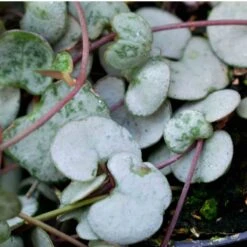 SYBASoil Cactus & Vetplant Mix 5L - Turfvrije Potgrond Mix - 6 Maanden Voeding 17 SYBASoil Cactus & Vetplant Mix 5L - Turfvrije Potgrond Mix - 6 Maanden Voeding -Gardena Verkoopwinkel 1200x1200 74