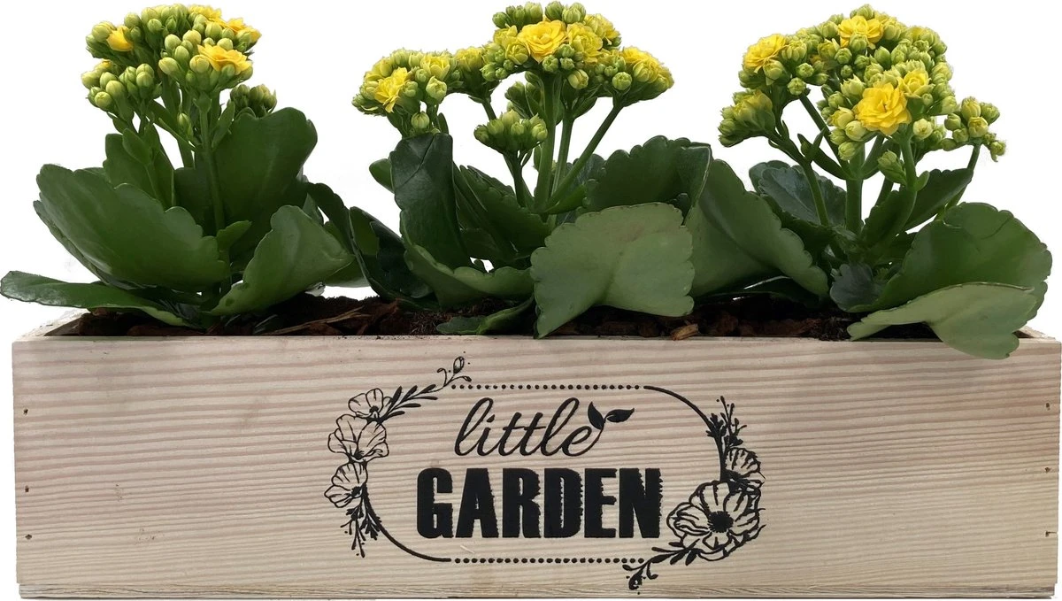 GARDEN SPIRIT Kruidenbak Op Pootjes Bloembak 34 X 9 X 10 Cm - Kweekbak 7 GARDEN SPIRIT Kruidenbak Op Pootjes Bloembak 34 X 9 X 10 Cm - Kweekbak - Afbeelding 5