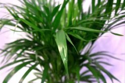 Pokon Powerspray Kamerplanten 300ml -Gardena Verkoopwinkel 1200x796 2