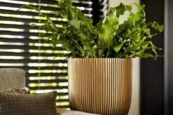 Capi Europe - Bloempot Bol Groove XL - 33x35 - Goud - Bloempot Voor Binnen - Opening ⌀28 - GVGB932 13 Capi Europe - Bloempot Bol Groove XL - 33x35 - Goud - Bloempot Voor Binnen - Opening ⌀28 - GVGB932 -Gardena Verkoopwinkel 1200x796 4