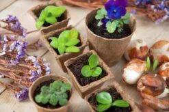 Nature 15x Biologisch Afbreekbare Stekpotjes / Kweekpot - 8.5 X 8 X 8 Cm - Moestuin - Turfpotjes -Gardena Verkoopwinkel 1200x798 3