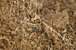 SYBASoil Kokosvezel 3L - Zoutvrij - Perfect Voor Stekken & Zaaien -Gardena Verkoopwinkel 1200x799