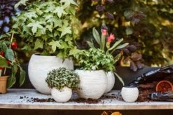 Capi Europe - Set Van 3 - Bloempot Binnen - Rib Ivoor -Gardena Verkoopwinkel 1200x799 53