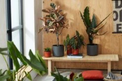 Elho B.for Soft Rond 30 - Bloempot Voor Binnen - Ø 29.5 X H 27.6 Cm - Wit -Gardena Verkoopwinkel 1200x800 202