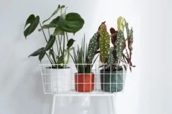 Elho B.for Soft Rond 30 - Bloempot Voor Binnen - Ø 29.5 X H 27.6 Cm - Wit -Gardena Verkoopwinkel 1200x800 203