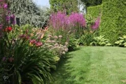 ECOstyle Tuinmest Organische Meststof - Border & Siertuin - Natuurlijke Meststof Gazon - 120 Dagen Voeding- 50 M² - 5 KG -Gardena Verkoopwinkel 1200x800 50