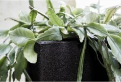 Capi Europe - Bloempot Vierkant Smooth NL - 30x30x30 - Zwart - Voor Binnen En Buiten - KBL902 -Gardena Verkoopwinkel 1200x813 6