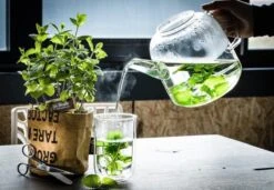 Biologische Kweekset Theekruiden Munt -Gardena Verkoopwinkel 1200x832