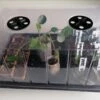 Kweekbak | Kweekkas | Kweekkas | Kweekkastje |Propagator| Broeikas | Mini Kas | Met Deksel | 20x24x37cm | Complete Kweekset | Binnen En Buiten | Startset -Gardena Verkoopwinkel 1200x862