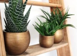 Capi Europe - Bloempot Bol Retro XL - 42x41 - Goud - Bloempot Voor Binnen - Opening ⌀36 - RTG933 -Gardena Verkoopwinkel 1200x876 1