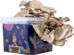 ToshiFarm Triple Kweekbundel - 3x Oesterzwam Growkit - 3x Oesterzwamsporen (Grijs, Geel En Roze) 20 ToshiFarm Triple Kweekbundel - 3x Oesterzwam Growkit - 3x Oesterzwamsporen (Grijs, Geel En Roze) -Gardena Verkoopwinkel 1200x884