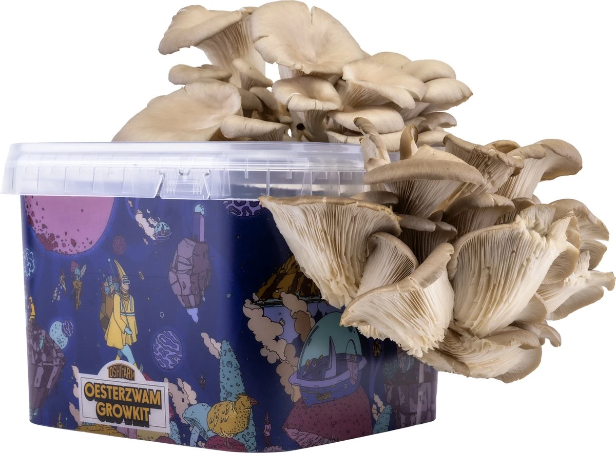 ToshiFarm Triple Kweekbundel - 3x Oesterzwam Growkit - 3x Oesterzwamsporen (Grijs, Geel En Roze) 11 ToshiFarm Triple Kweekbundel - 3x Oesterzwam Growkit - 3x Oesterzwamsporen (Grijs, Geel En Roze) - Afbeelding 9