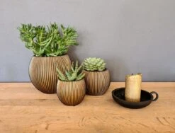 Capi Europe - Set Van 3 - Bloempot Binnen - Groove - - Goud - Bloempot Voor Binnen - BOX-BGVGB-3 -Gardena Verkoopwinkel 1200x912