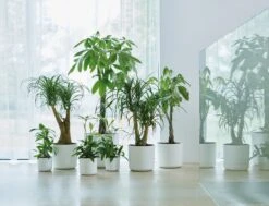 Elho B.for Soft Rond 30 - Bloempot Voor Binnen - Ø 29.5 X H 27.6 Cm - Wit -Gardena Verkoopwinkel 1200x916 2