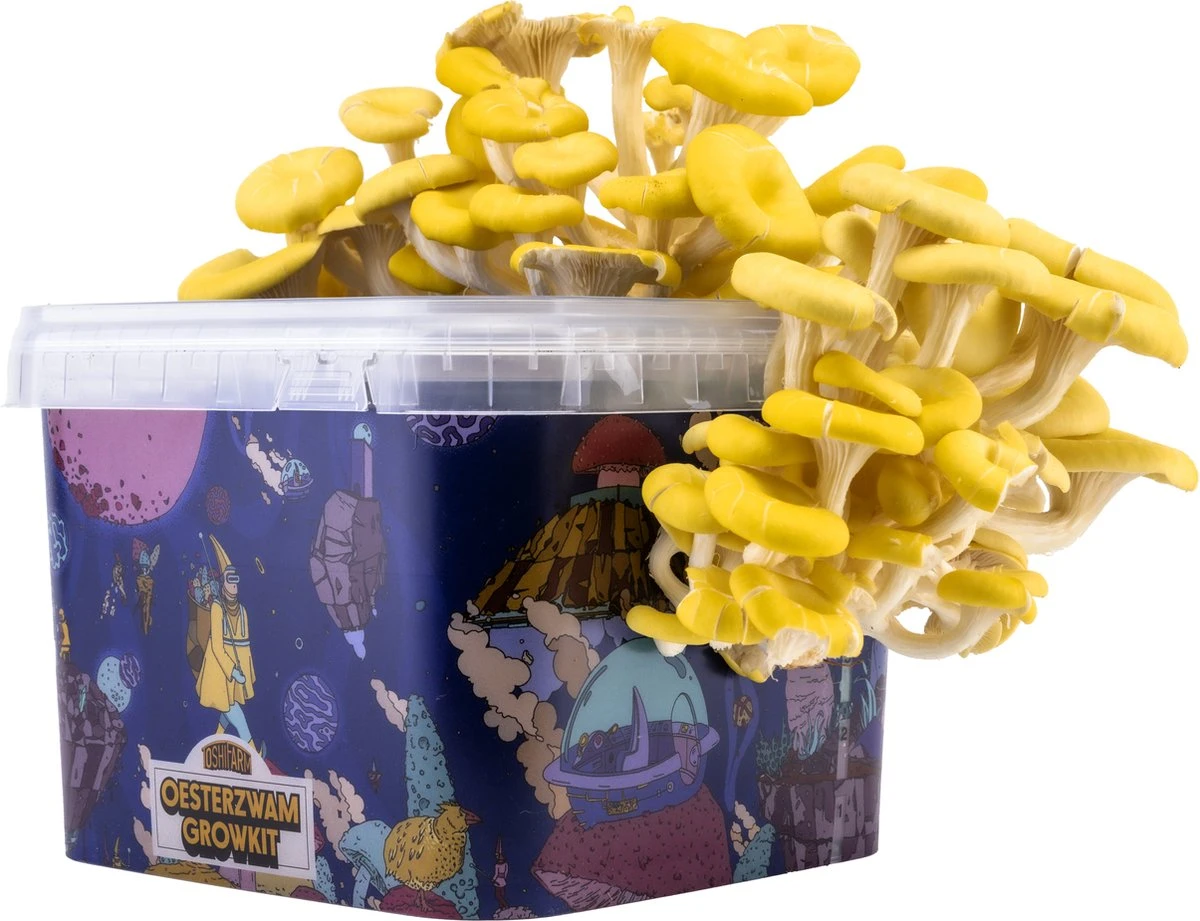 ToshiFarm Triple Kweekbundel - 3x Oesterzwam Growkit - 3x Oesterzwamsporen (Grijs, Geel En Roze) 4 ToshiFarm Triple Kweekbundel - 3x Oesterzwam Growkit - 3x Oesterzwamsporen (Grijs, Geel En Roze) - Afbeelding 2