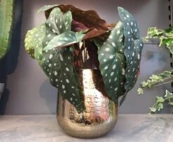 Gina Da Bloempot Karakter Goud - XL -Gardena Verkoopwinkel 1200x984