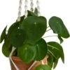 QUVIO Plantenhanger Voor Bloempot - Hangpot - Hangende Bloempot - Plantenhanger Macrame - Plantenhanger Binnen - Hangpotten - Plantenbakken - Hanging Baskets - Gevlochten Touw Met Spiralen