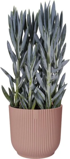 Elho Vibes Fold Rond Wielen 35 - Bloempot Voor Binnen - Ø 34.9 X H 32.4 Cm - Delicaat Roze -Gardena Verkoopwinkel 533x1200 1