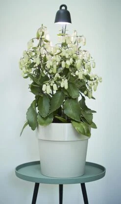 Elho Leaf Light Care 7 - Accessoires Voor Binnenkweken En Oogsten - Ø 7.8 X H 31.8 Cm - Zwart/Living Black -Gardena Verkoopwinkel 713x1200 2