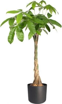 Elho B.for Soft Rond 22 - Bloempot Voor Binnen - Ø 22.3 X H 20.4 Cm - Zwart/Antraciet -Gardena Verkoopwinkel 714x1200 3