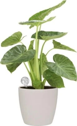 Elho Aqua Care 9 - Accessoires Voor Binnenaccessoires - Ø 17.3 X H 32.0 Cm - Transparant/Transparant -Gardena Verkoopwinkel 737x1200 2