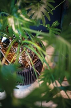 Capi Europe - Vaas Elegant Laag Groove NL - 34x46 - Goud - Voor Binnen En Buiten - KGVGB782 -Gardena Verkoopwinkel 799x1200 32