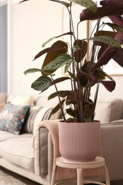 Elho Vibes Fold Rond Wielen 35 - Bloempot Voor Binnen - Ø 34.9 X H 32.4 Cm - Delicaat Roze -Gardena Verkoopwinkel 800x1200 102