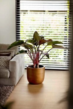 Capi Europe - Bloempot Bol Retro XL - 42x41 - Goud - Bloempot Voor Binnen - Opening ⌀36 - RTG933 -Gardena Verkoopwinkel 800x1200 121