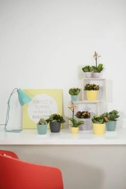 Elho Brussels Rond Mini 7 - Bloempot Voor Binnen - Ø 6.7 X H 6.0 Cm - Zwart/Antraciet -Gardena Verkoopwinkel 800x1200 125