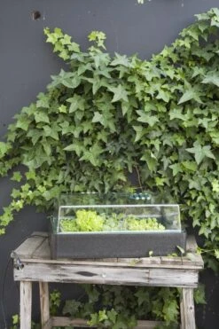 Propagator 64/50 Verwarmde Kweekbak Met Dimmer En Thermometer -Gardena Verkoopwinkel 800x1200 13