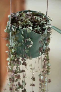 Elho B.for Swing 18 Hangpot - Bloempot Voor Binnen - Ø 18.0 X H 16.5 Cm - Groen/Blad Groen -Gardena Verkoopwinkel 800x1200 158