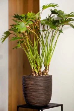 Capi Europe - Bloempot Bol Rib NL - 54x52 - Zwart - Voor Binnen En Buiten - KBLR935 -Gardena Verkoopwinkel 800x1200 159