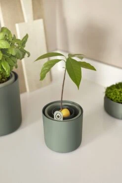 Elho Amazing Avocado Pot 12 - Kweekpot Voor Binnen - Moestuinbak Van 100% Gerecycled Plastic - Ø 12.0 X H 12.1 Cm - Groen/Blad Groen -Gardena Verkoopwinkel 800x1200 20