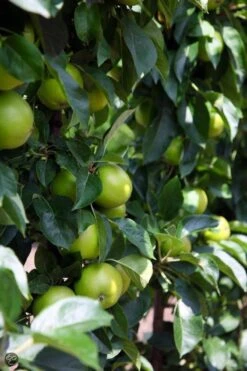 ECOStyle Vinassekali Organische Meststof - Vuor Kaliumtekort - Voor Moestuin, Siertuin En Fruit - Hoger Weerstand Tegen Droogte & Vorst - 15M² - 800 GR -Gardena Verkoopwinkel 800x1200 23