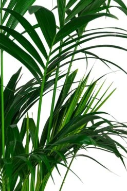 Pokon Palm Voeding - 250ml - Plantenvoeding - 10ml Per 1L Water -Gardena Verkoopwinkel 800x1200 24