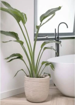 Capi Europe - Bloempot Bol Waste Rib NL - 43x41 - Terrazzo Beige - Voor Binnen En Buiten - KTBR933 -Gardena Verkoopwinkel 856x1200 2