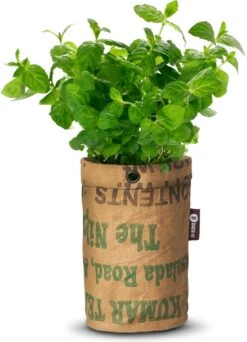 Biologische Kweekset Theekruiden Munt -Gardena Verkoopwinkel 866x1200 1