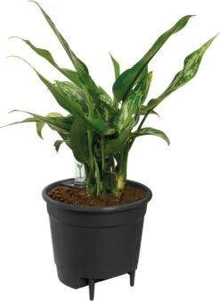 Elho Self-watering Insert 17 - Accessoires Voor Binnenaccessoires - Ø 17.0 X H 15.8 Cm - Zwart/Living Black -Gardena Verkoopwinkel 879x1200 4